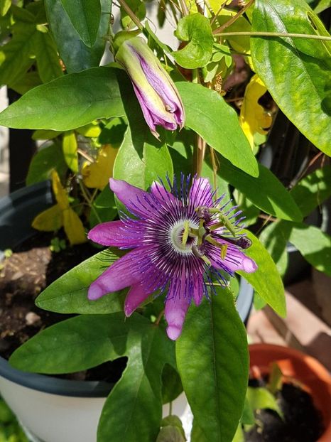 thumbnail (4) - Floarea Pasiunii - Pasiflora 2018
