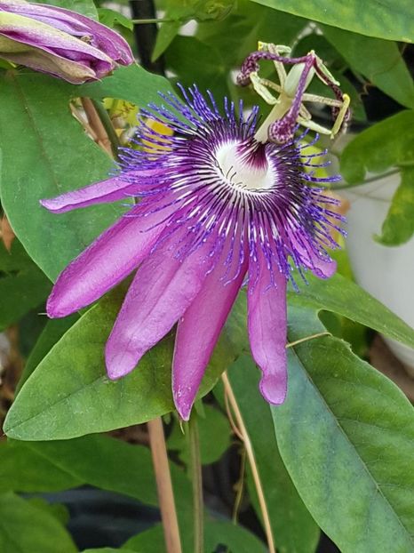 thumbnail (8) - Floarea Pasiunii - Pasiflora 2018