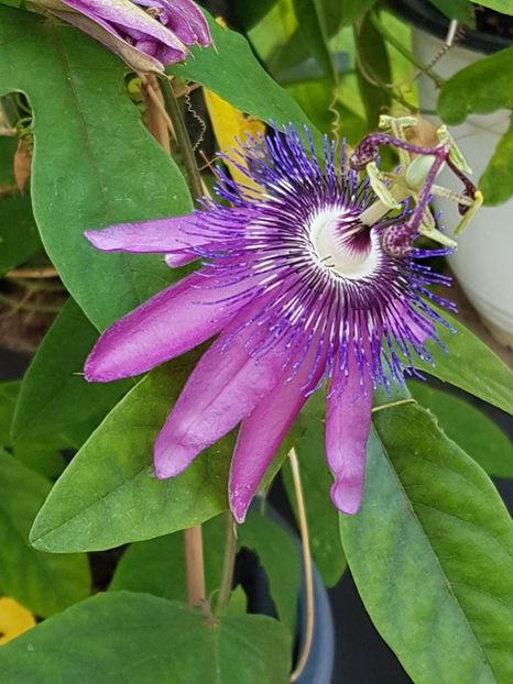 thumbnail (9) - Floarea Pasiunii - Pasiflora 2018