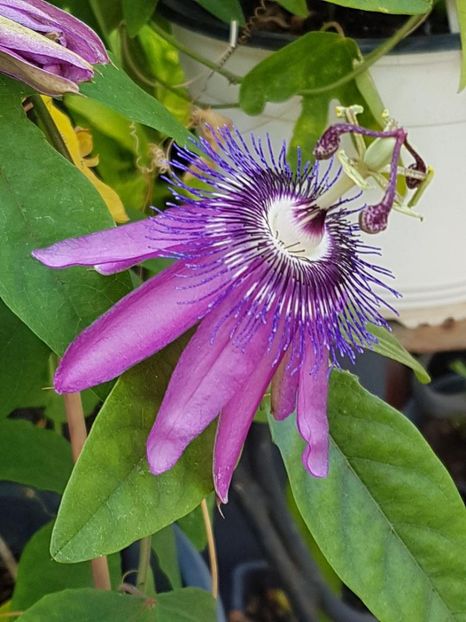 thumbnail (10) - Floarea Pasiunii - Pasiflora 2018