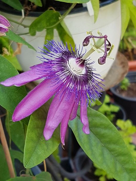 thumbnail (12) - Floarea Pasiunii - Pasiflora 2018