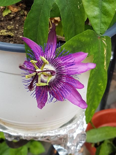 thumbnail (16) - Floarea Pasiunii - Pasiflora 2018