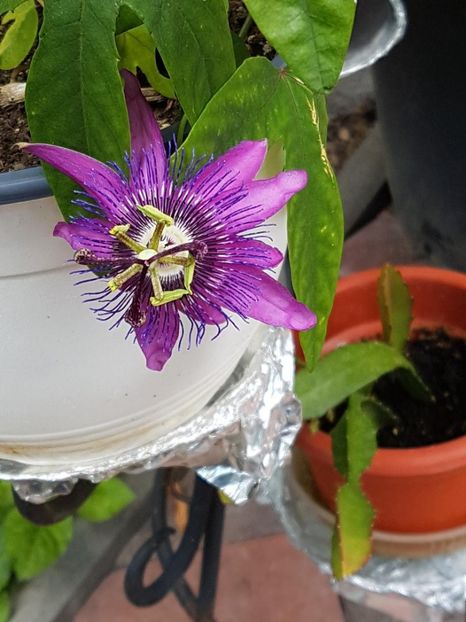 thumbnail (17) - Floarea Pasiunii - Pasiflora 2018