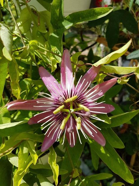 thumbnail (18) - Floarea Pasiunii - Pasiflora 2018