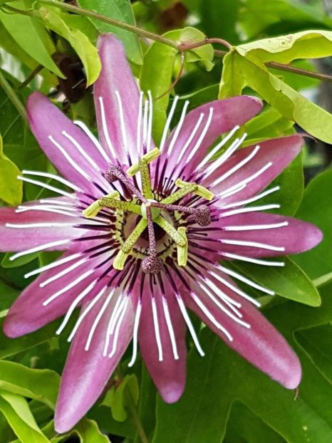 thumbnail (21) - Floarea Pasiunii - Pasiflora 2018
