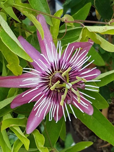 thumbnail (23) - Floarea Pasiunii - Pasiflora 2018