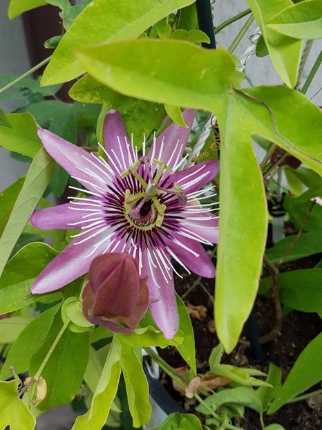 thumbnail (29) - Floarea Pasiunii - Pasiflora 2018