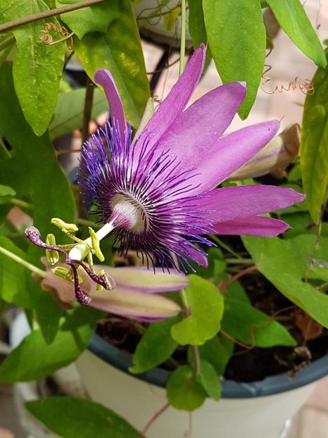 thumbnail (30) - Floarea Pasiunii - Pasiflora 2018