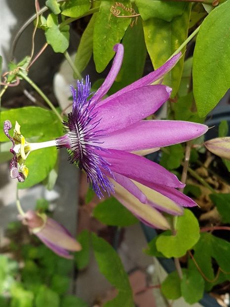 thumbnail (32) - Floarea Pasiunii - Pasiflora 2018