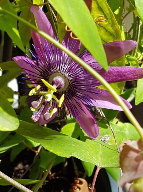 thumbnail (35) - Floarea Pasiunii - Pasiflora 2018