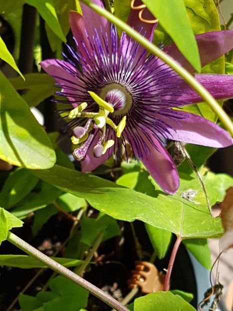 thumbnail (37) - Floarea Pasiunii - Pasiflora 2018