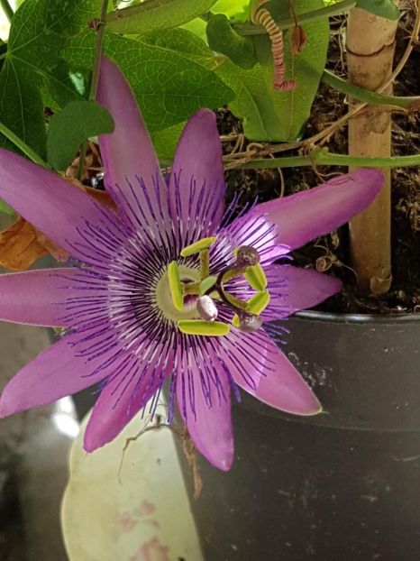 thumbnail (38) - Floarea Pasiunii - Pasiflora 2018
