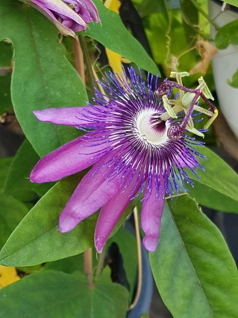 thumbnail (39) - Floarea Pasiunii - Pasiflora 2018