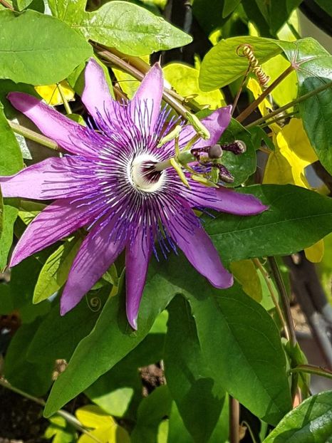 thumbnail (60) - Floarea Pasiunii - Pasiflora 2018