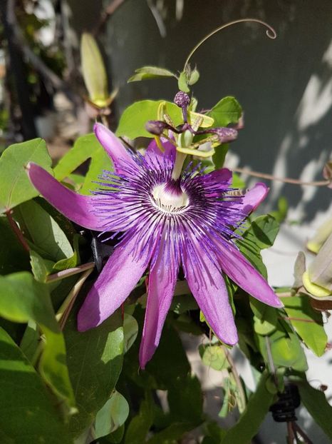 thumbnail - Floarea Pasiunii - Pasiflora 2018