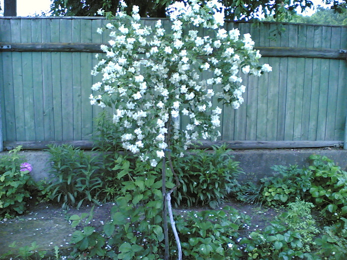 25052008(012) - GRADINA mea