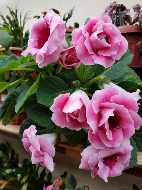 thumbnail (2) - GLOXINIA 2018