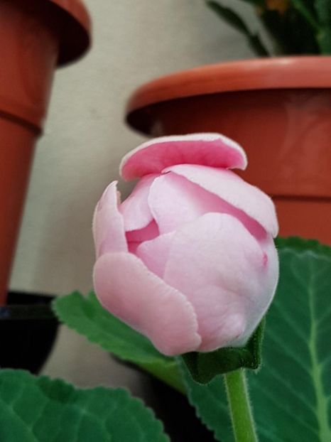 thumbnail (8) - GLOXINIA 2018