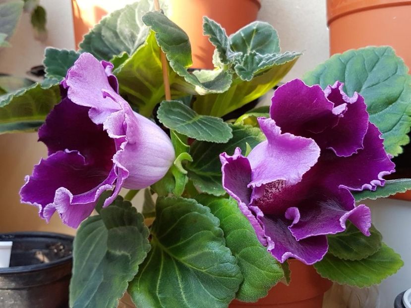 thumbnail (9) - GLOXINIA 2018