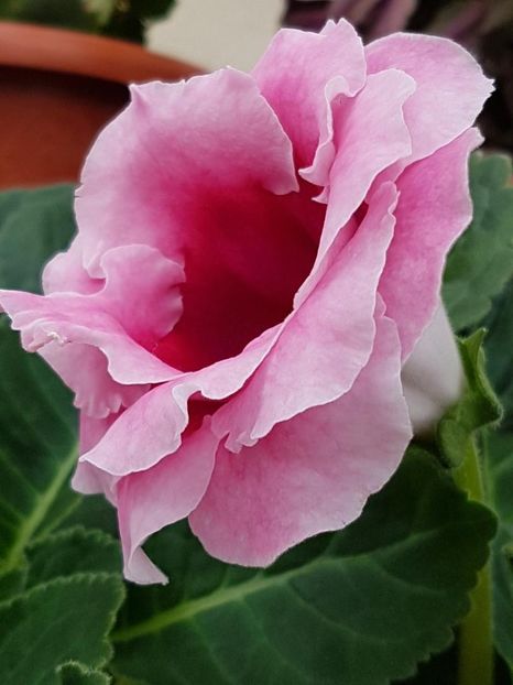 thumbnail (12) - GLOXINIA 2018