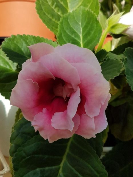 thumbnail (19) - GLOXINIA 2018