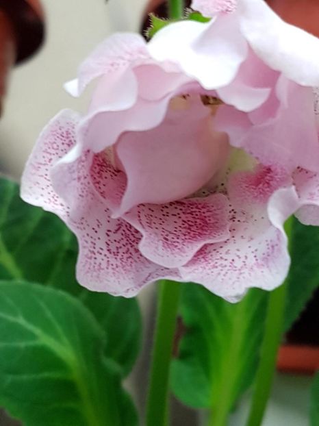 thumbnail (67) - GLOXINIA 2018