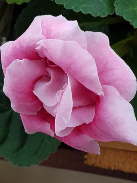 thumbnail (68) - GLOXINIA 2018
