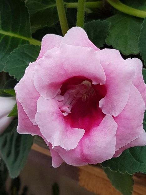 thumbnail (69) - GLOXINIA 2018