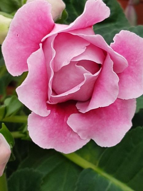 thumbnail (70) - GLOXINIA 2018