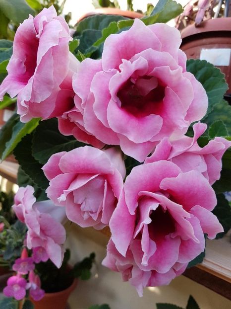thumbnail (74) - GLOXINIA 2018