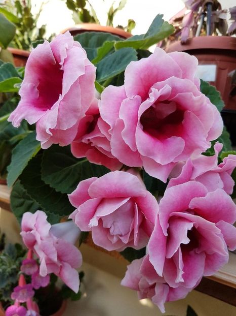 thumbnail (75) - GLOXINIA 2018