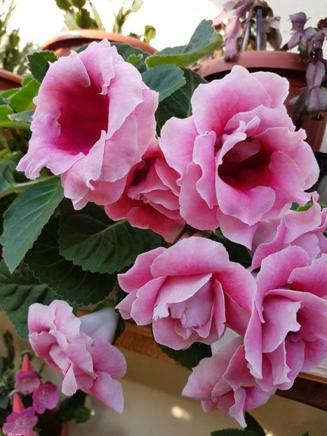thumbnail (76) - GLOXINIA 2018