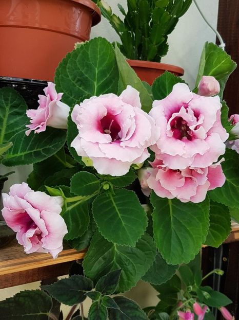 thumbnail (85) - GLOXINIA 2018