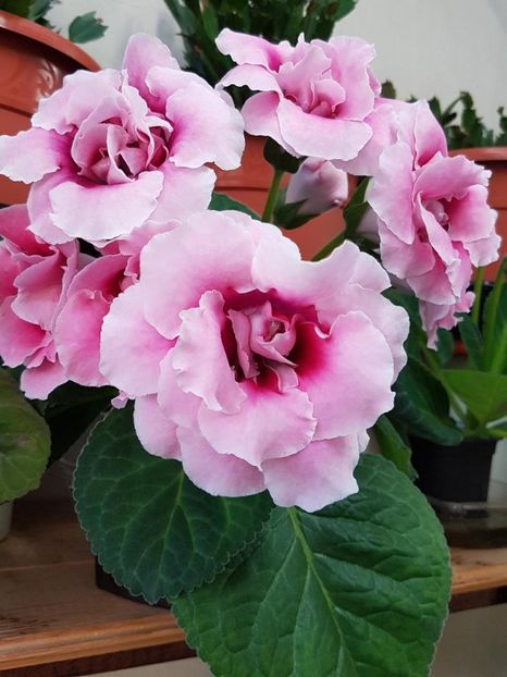 thumbnail (91) - GLOXINIA 2018