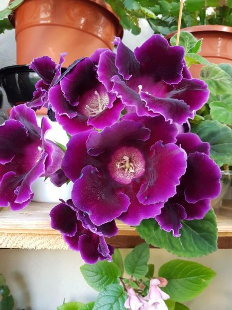 thumbnail (93) - GLOXINIA 2018