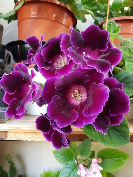 thumbnail (94) - GLOXINIA 2018