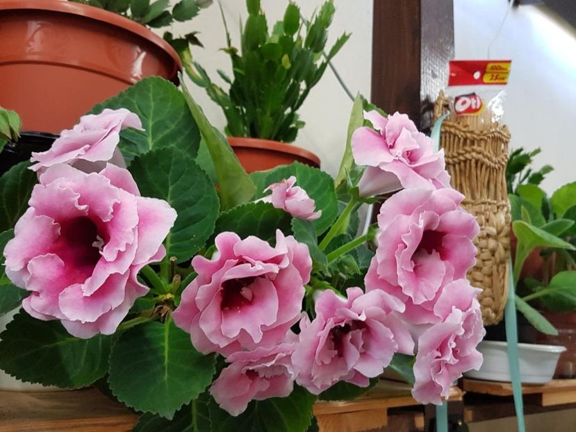 thumbnail (95) - GLOXINIA 2018