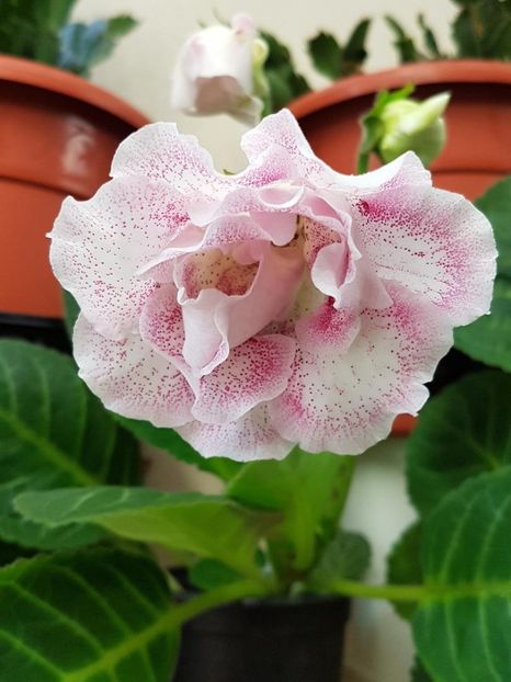 thumbnail (98) - GLOXINIA 2018
