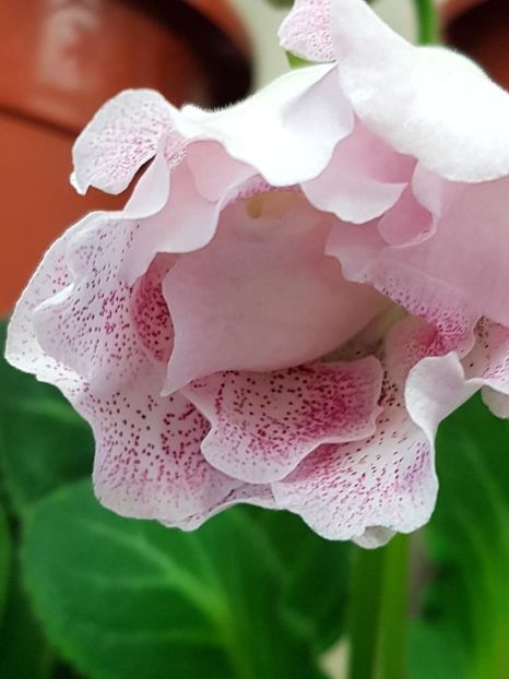 thumbnail (99) - GLOXINIA 2018