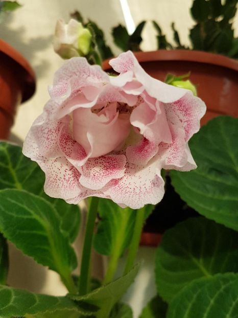 thumbnail (3) - GLOXINIA 2018