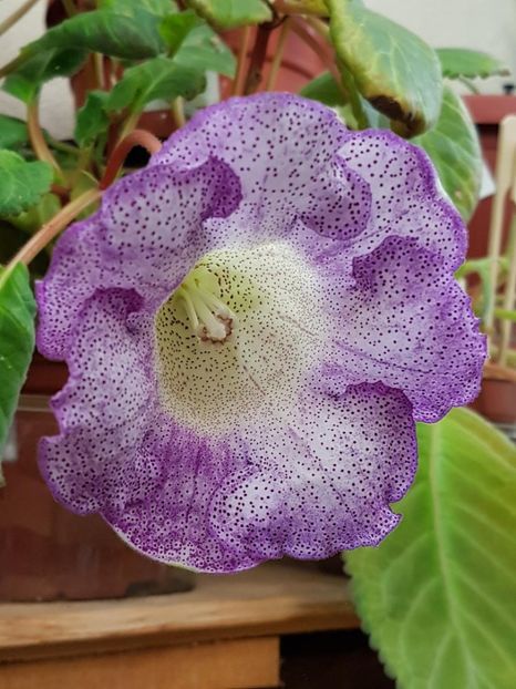 thumbnail (7) - GLOXINIA 2018
