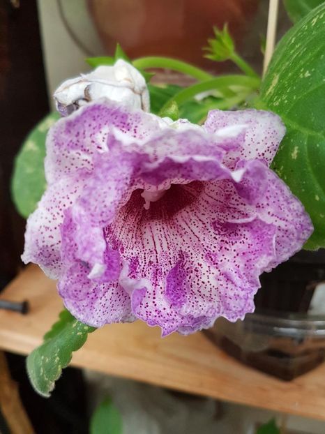 thumbnail (9) - GLOXINIA 2018
