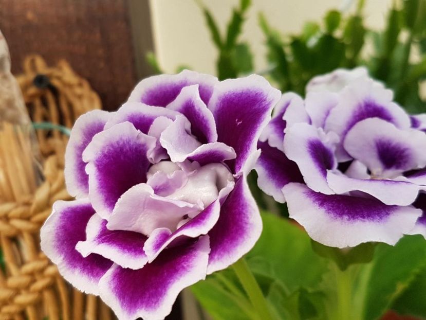thumbnail (12) - GLOXINIA 2018