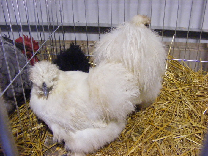 DSCF7546 - expozitzia de pasari galatzi 20-02-20010