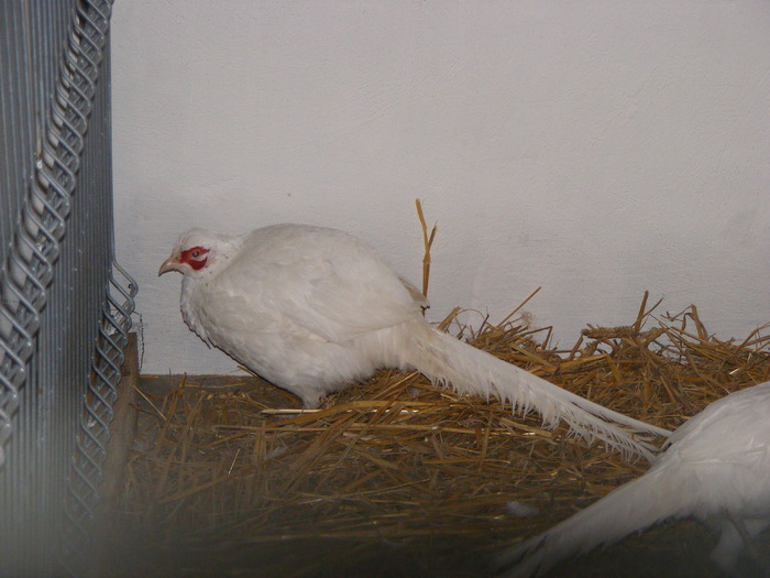 DSCF7548 - expozitzia de pasari galatzi 20-02-20010