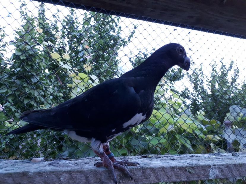 M - H3 _ tineret 2018