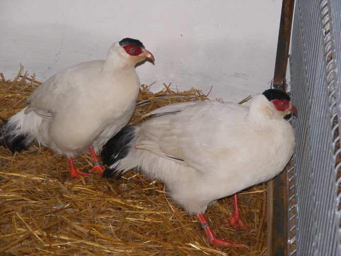 DSCF7549 - expozitzia de pasari galatzi 20-02-20010