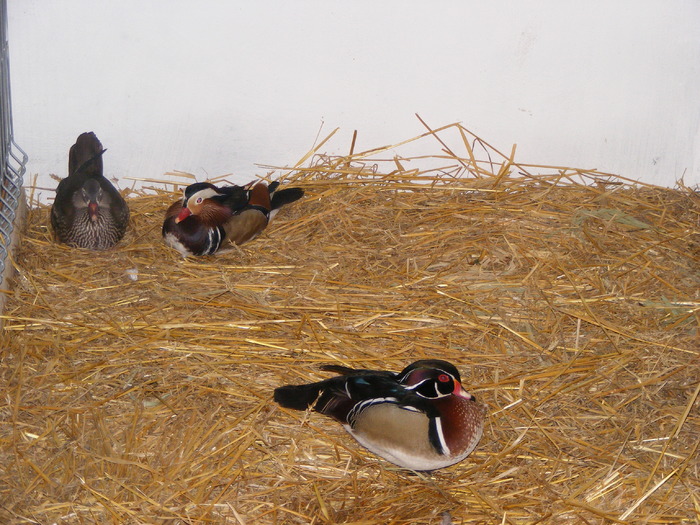 DSCF7551 - expozitzia de pasari galatzi 20-02-20010