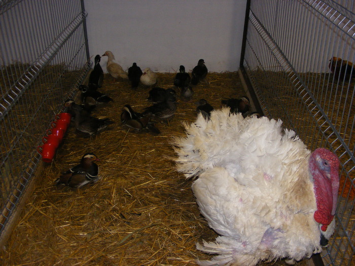 DSCF7560 - expozitzia de pasari galatzi 20-02-20010