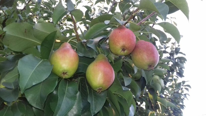  - Par timpuriu de la zlatcoflorici